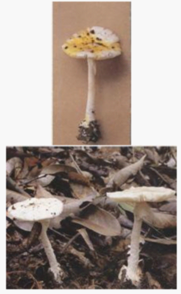 （黄盖鹅膏白色变种）.png