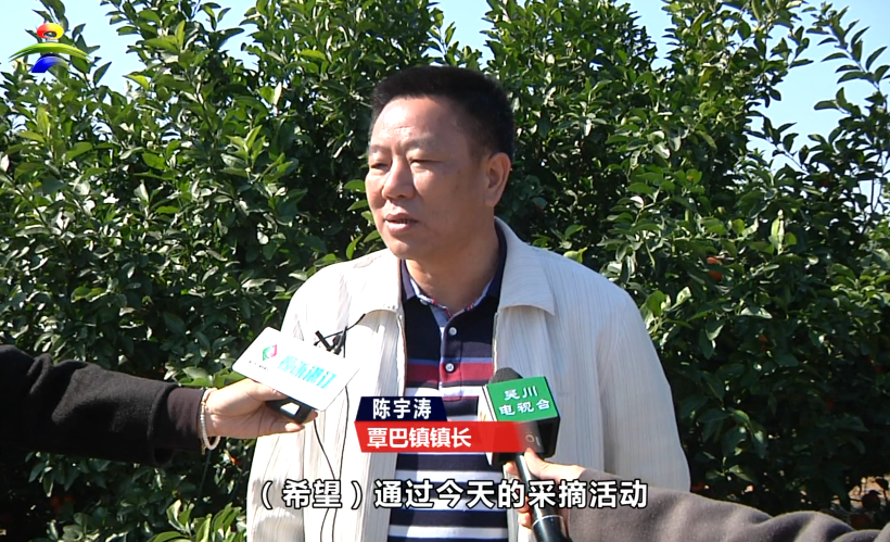 “同唱丰收曲 ，共筑中国梦”——覃巴砂糖桔喜迎丰收 (2).png