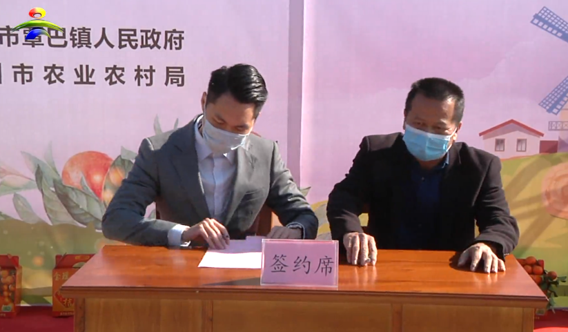 “同唱丰收曲 ，共筑中国梦”——覃巴砂糖桔喜迎丰收 (3).png